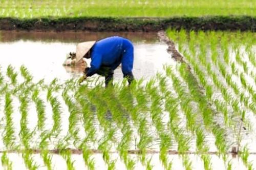 Agrodev_riziculture