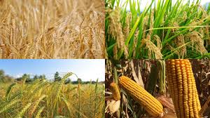 Agrodev céréales