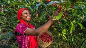 Agrodev Burkina café 2