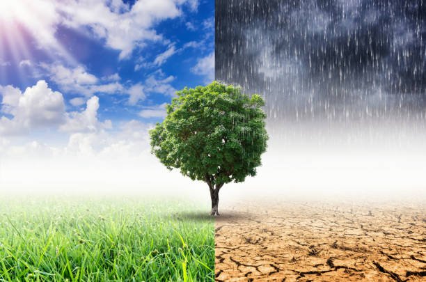 Landscape of Trees With the changing environment, Concept of climate change.