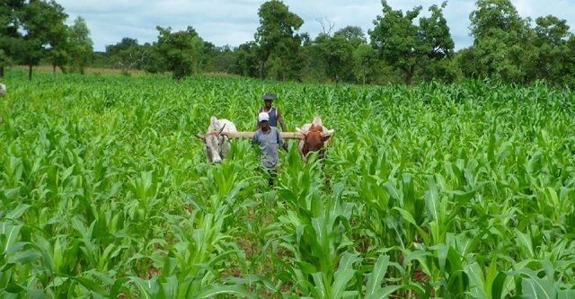 Agrodev.info champ