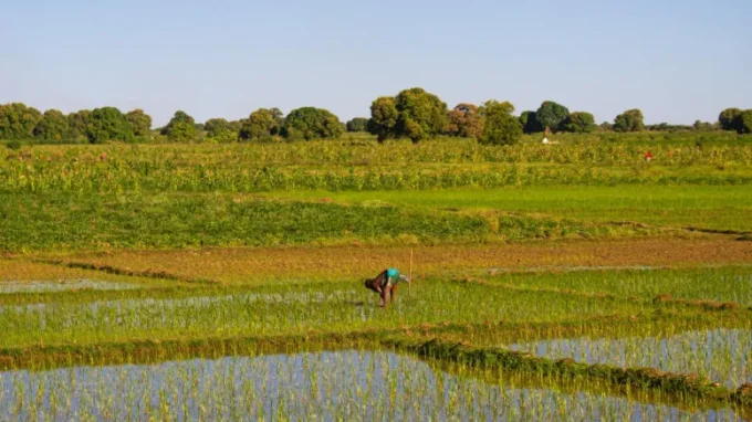 agrodev riz local