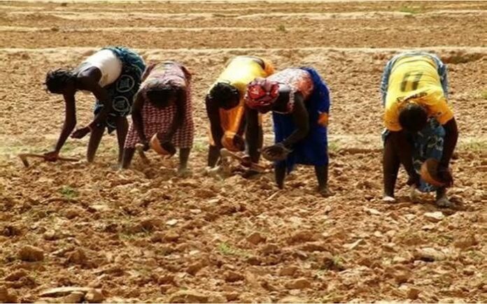 AgroDev-JMDR