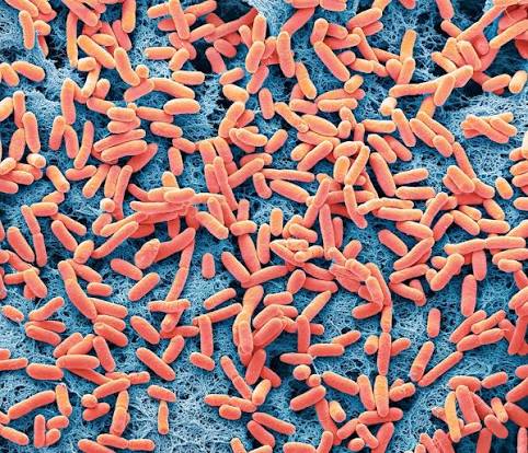 E.Coli