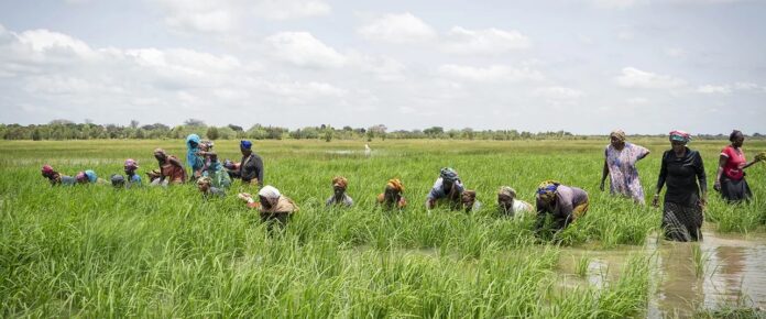agrodevBAD Ghana