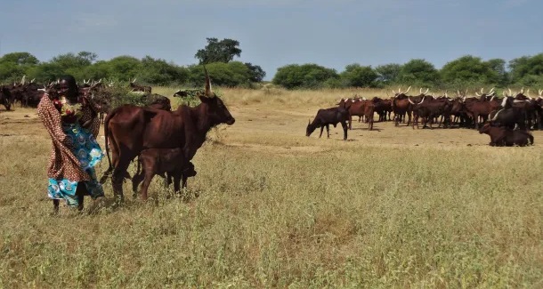 agrodev_COP17