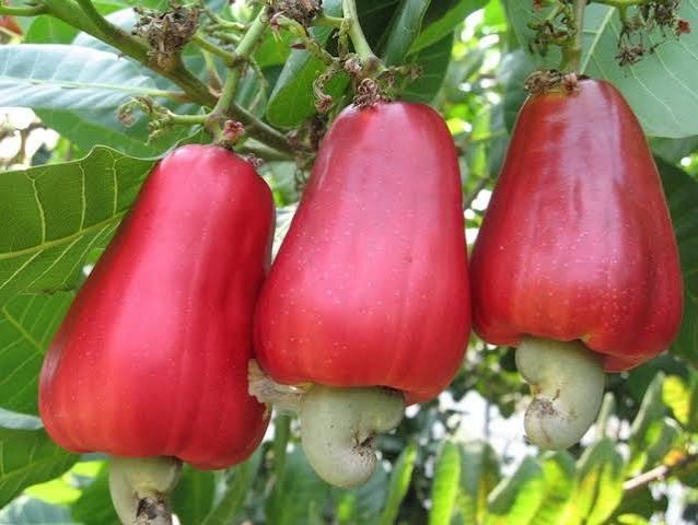 agrodev_anacarde