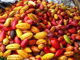 cacao