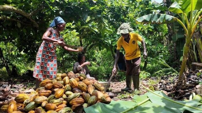 Agrodev_Cacao