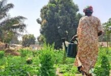 Agriculture durable : dix ans de recherche confirment la possibilité de produire sans pesticides
